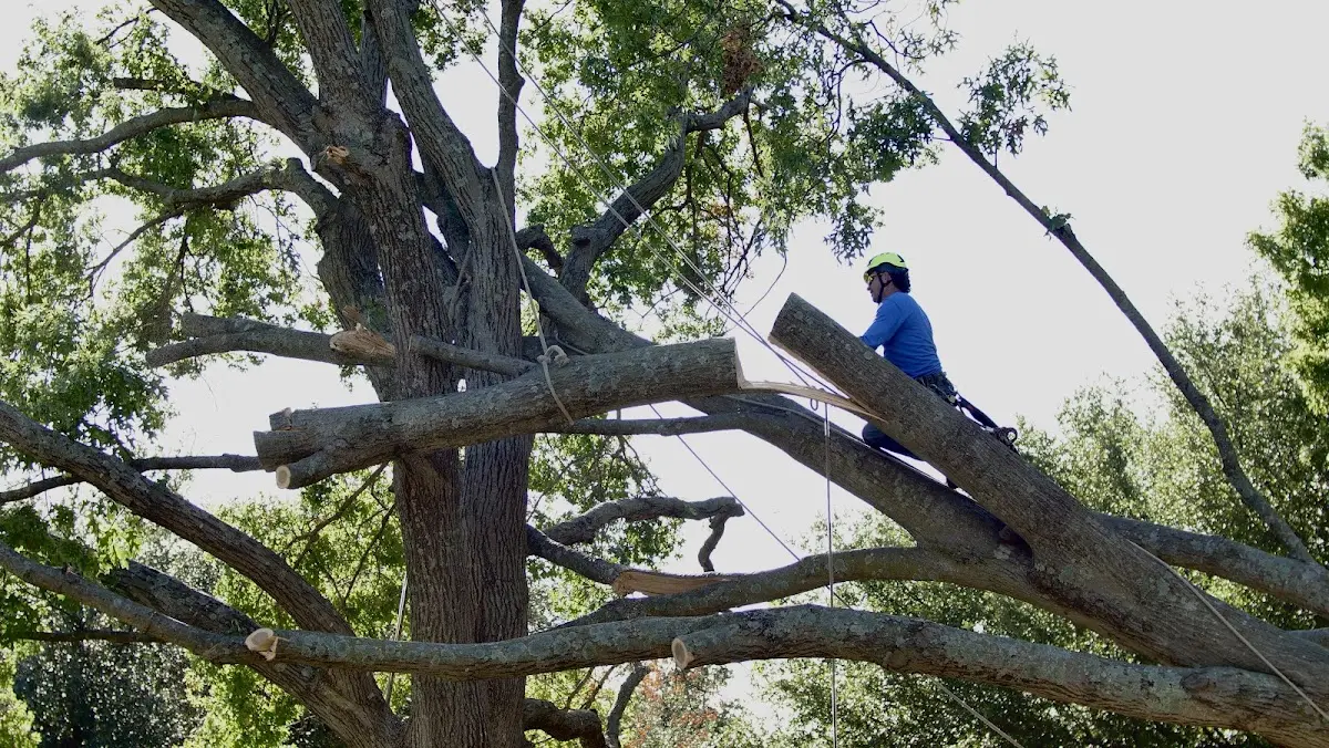 Professional Hazardous Tree Removal performed by certified arborists in Sallis