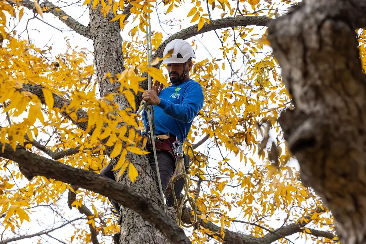 Skilled Tree Transplanting crew working in Sallis
